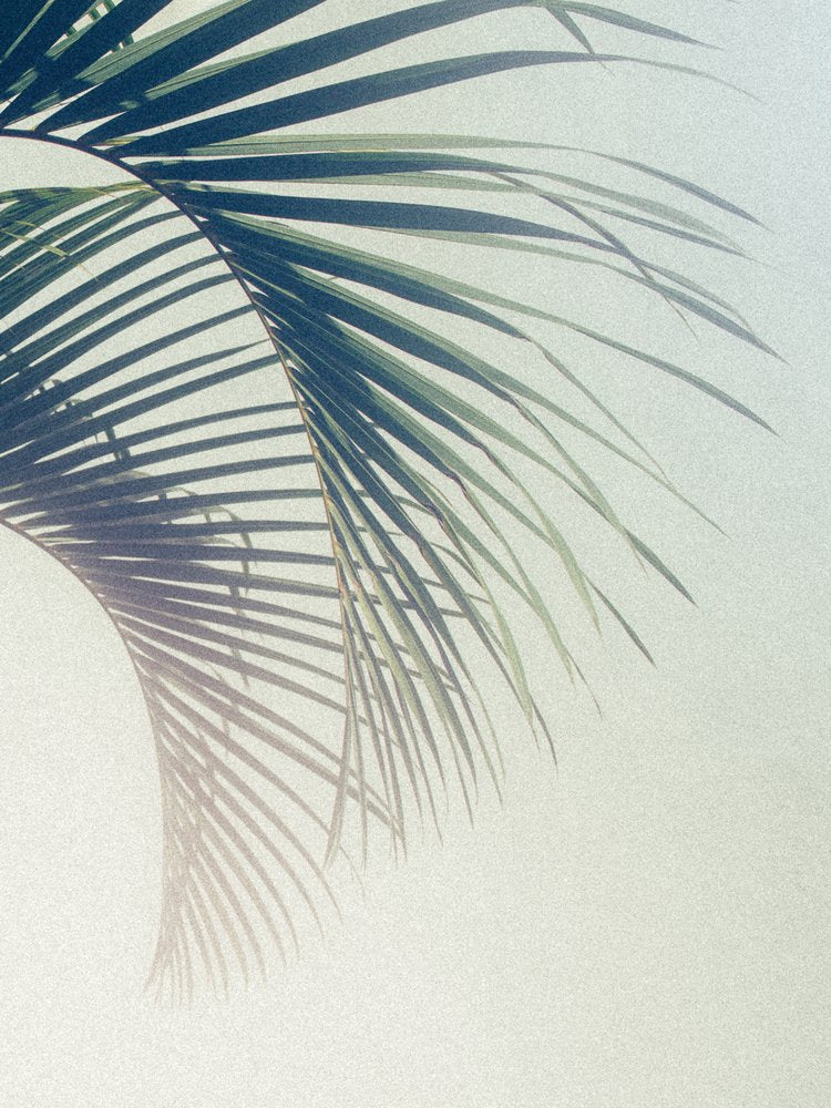 Tropical Palm Shadow