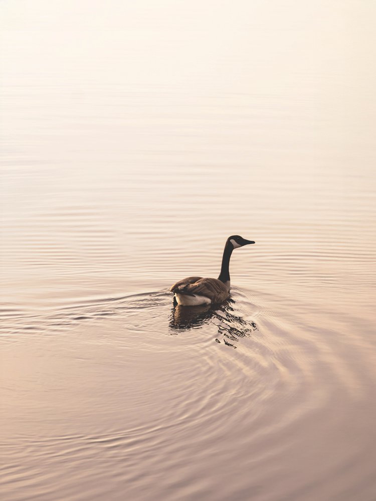 Serene Goose Swim