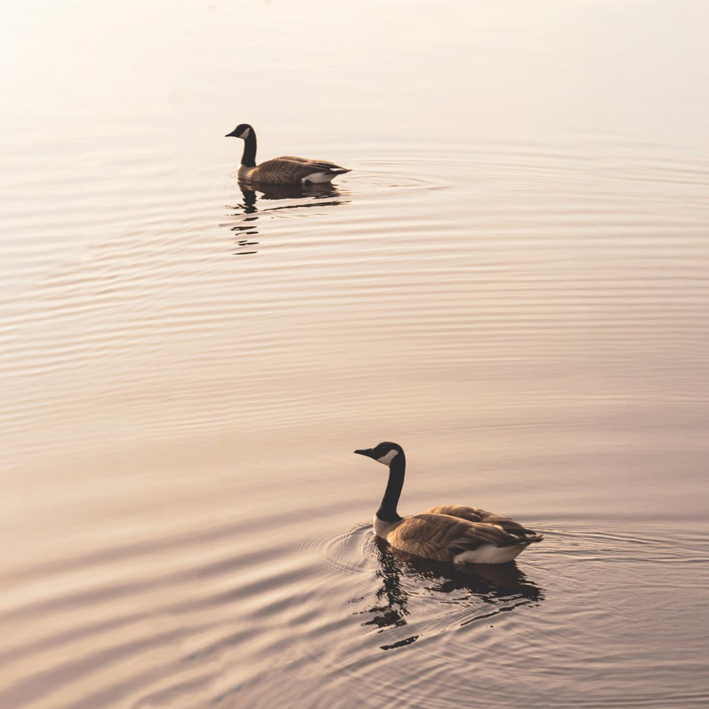 Golden Hour Geese