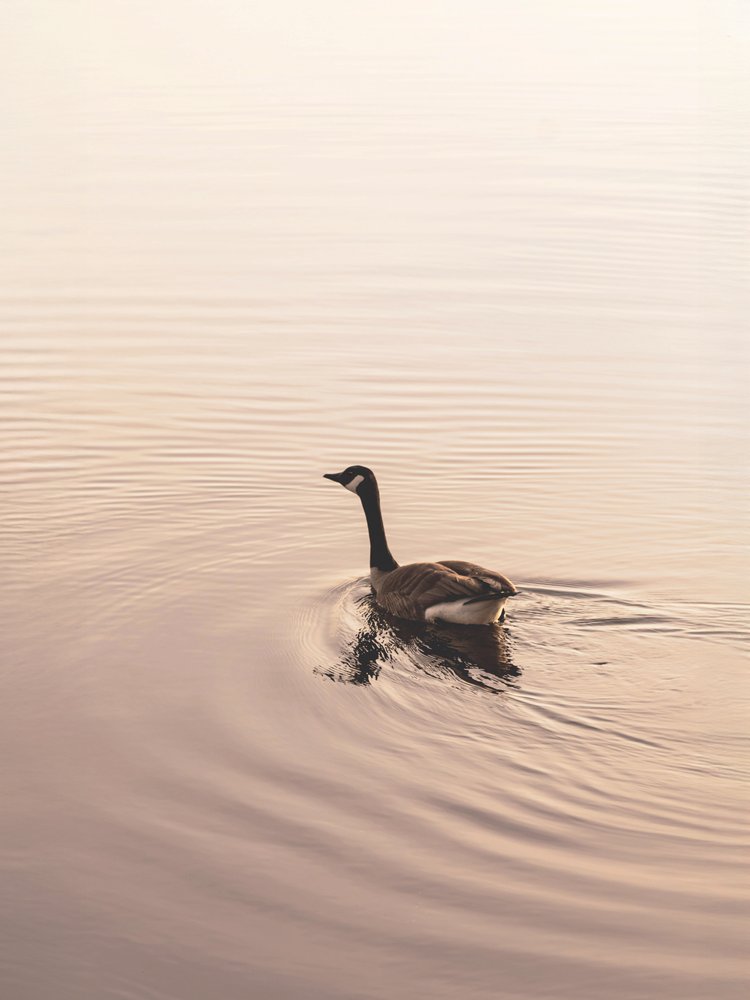 Calm Water Goose
