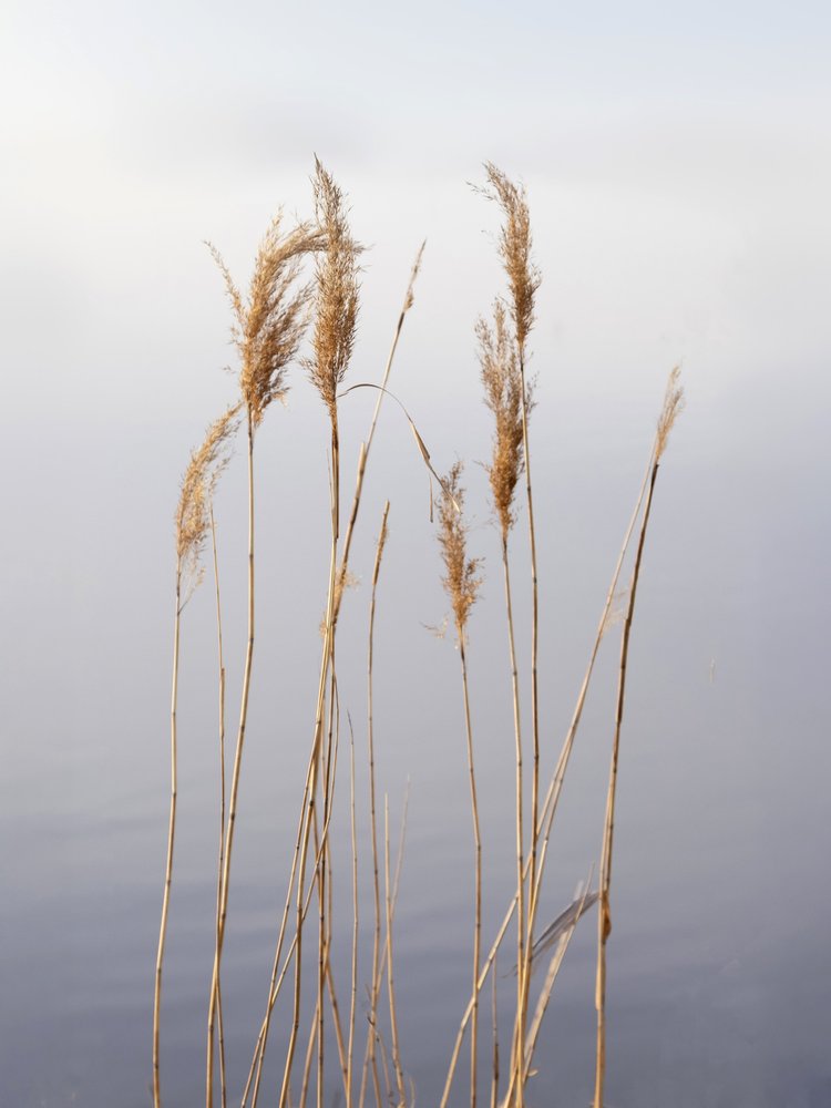 Serene Reeds and Water