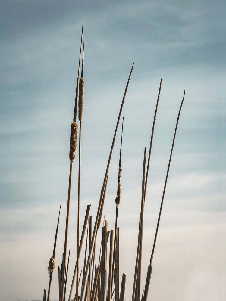 Serene Cattails Blue Sky