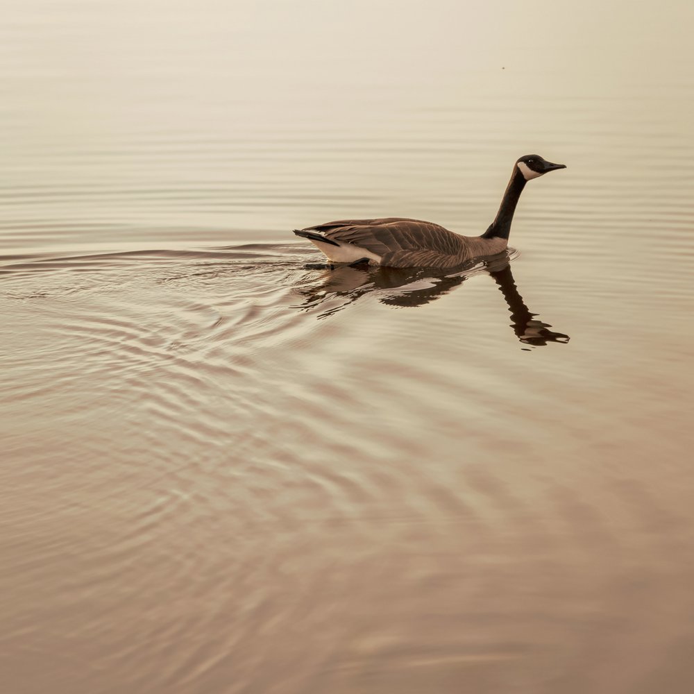 Golden Hour Goose