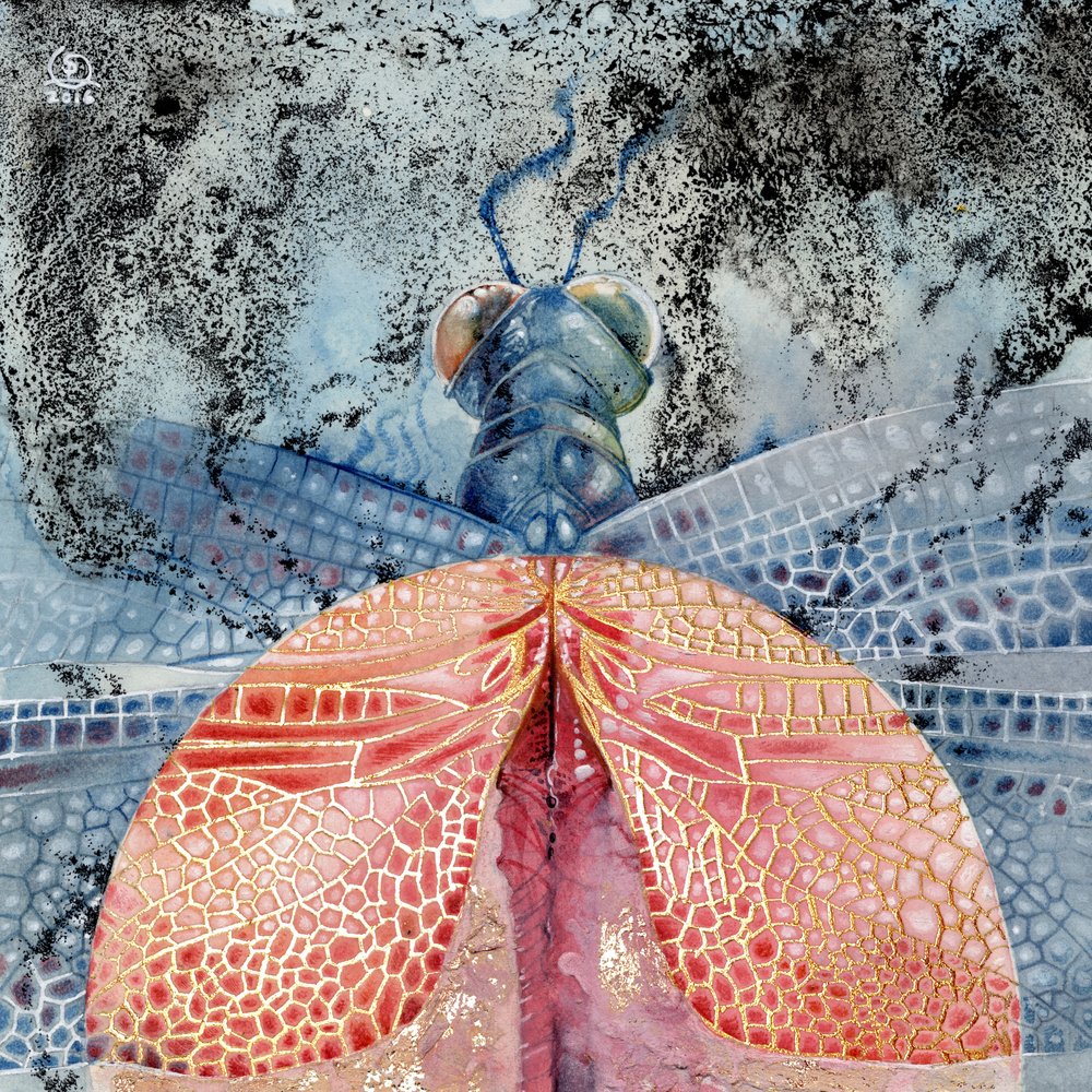 Dragonfly 1