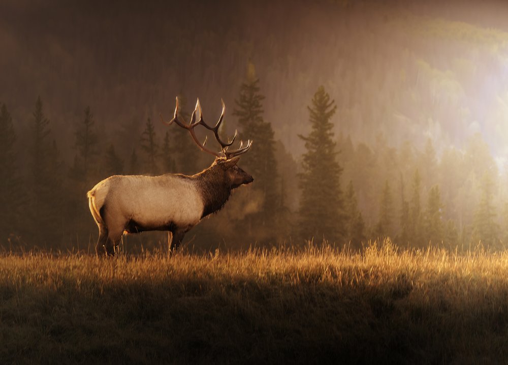 Misty Morning Bull Elk