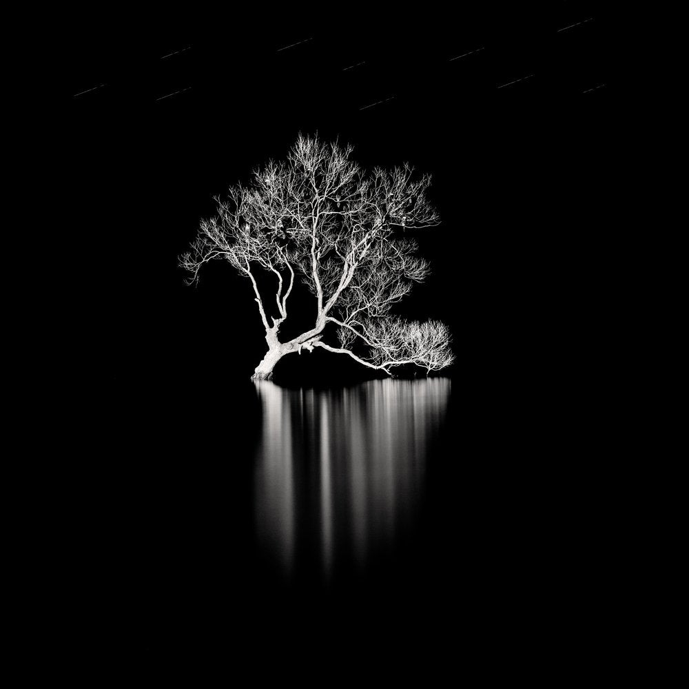 Solitary Tree Reflection