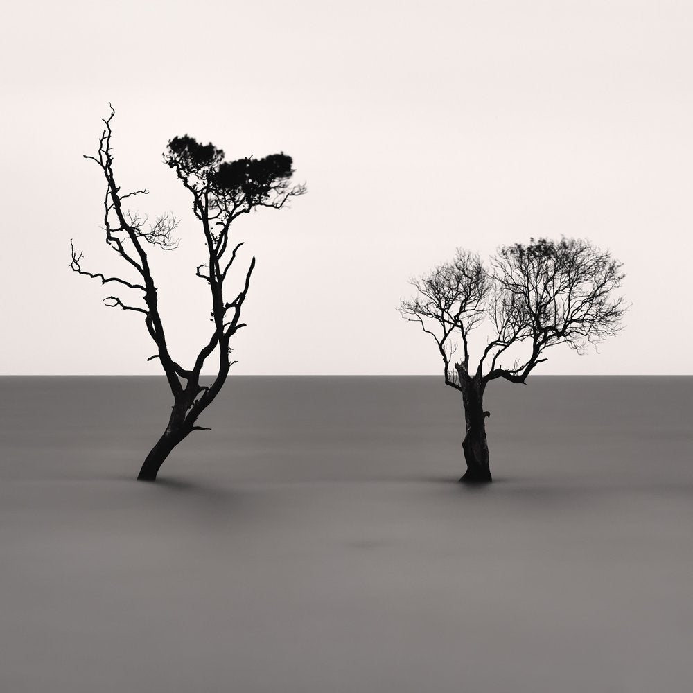 Solitary Trees Calm Water