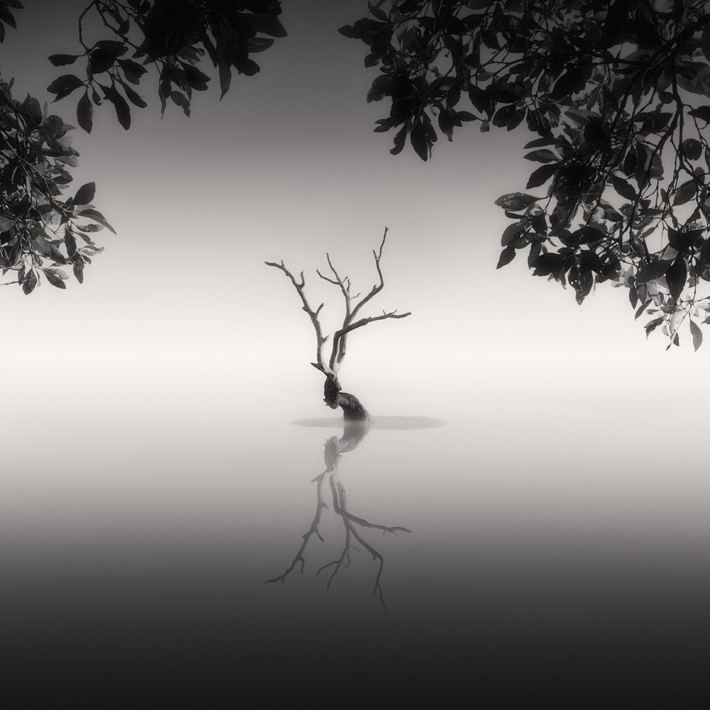 Solitary Tree Reflection