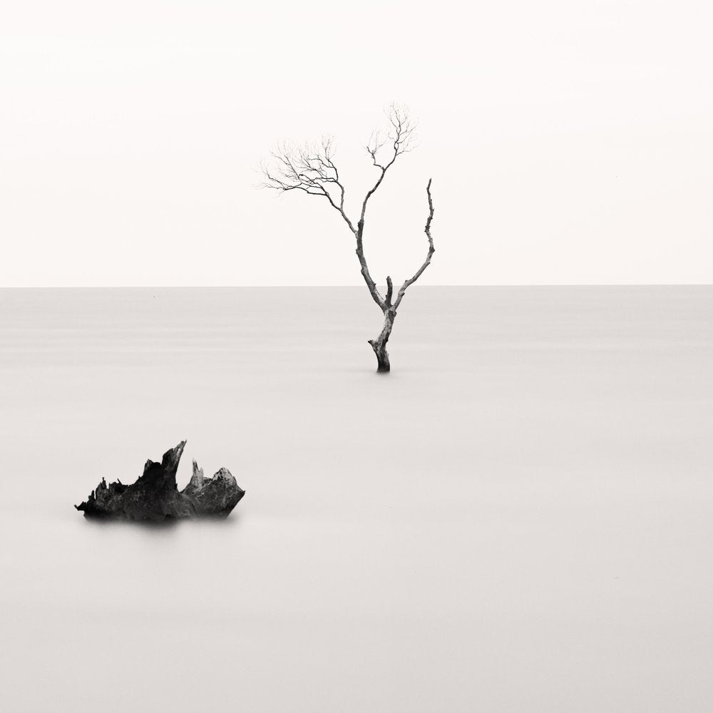 Bare Tree Stillness