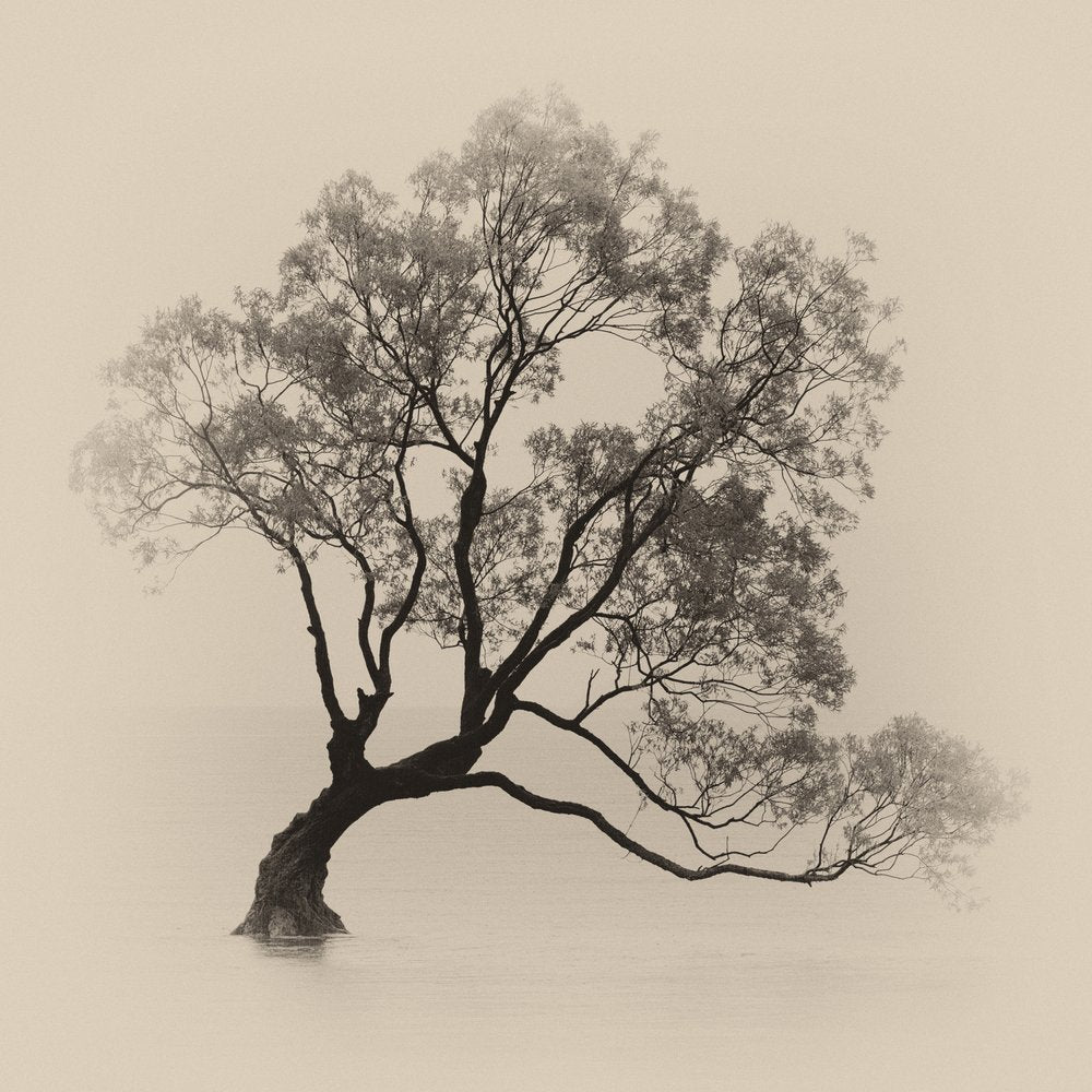 Misty Solitary Tree