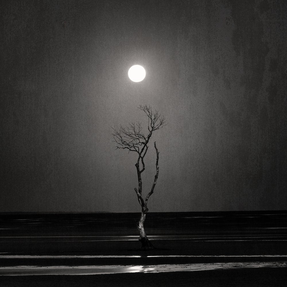 Moonlit Solitary Tree