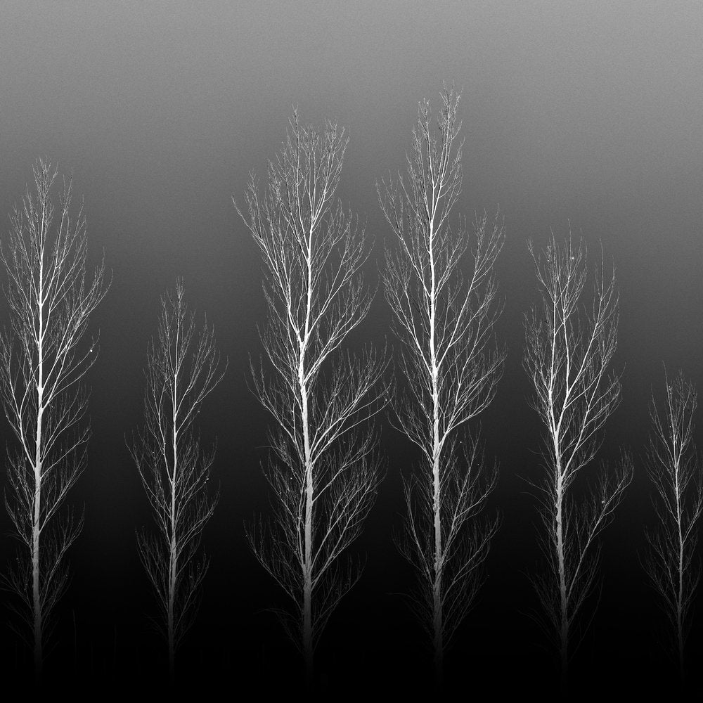 Stark Winter Trees