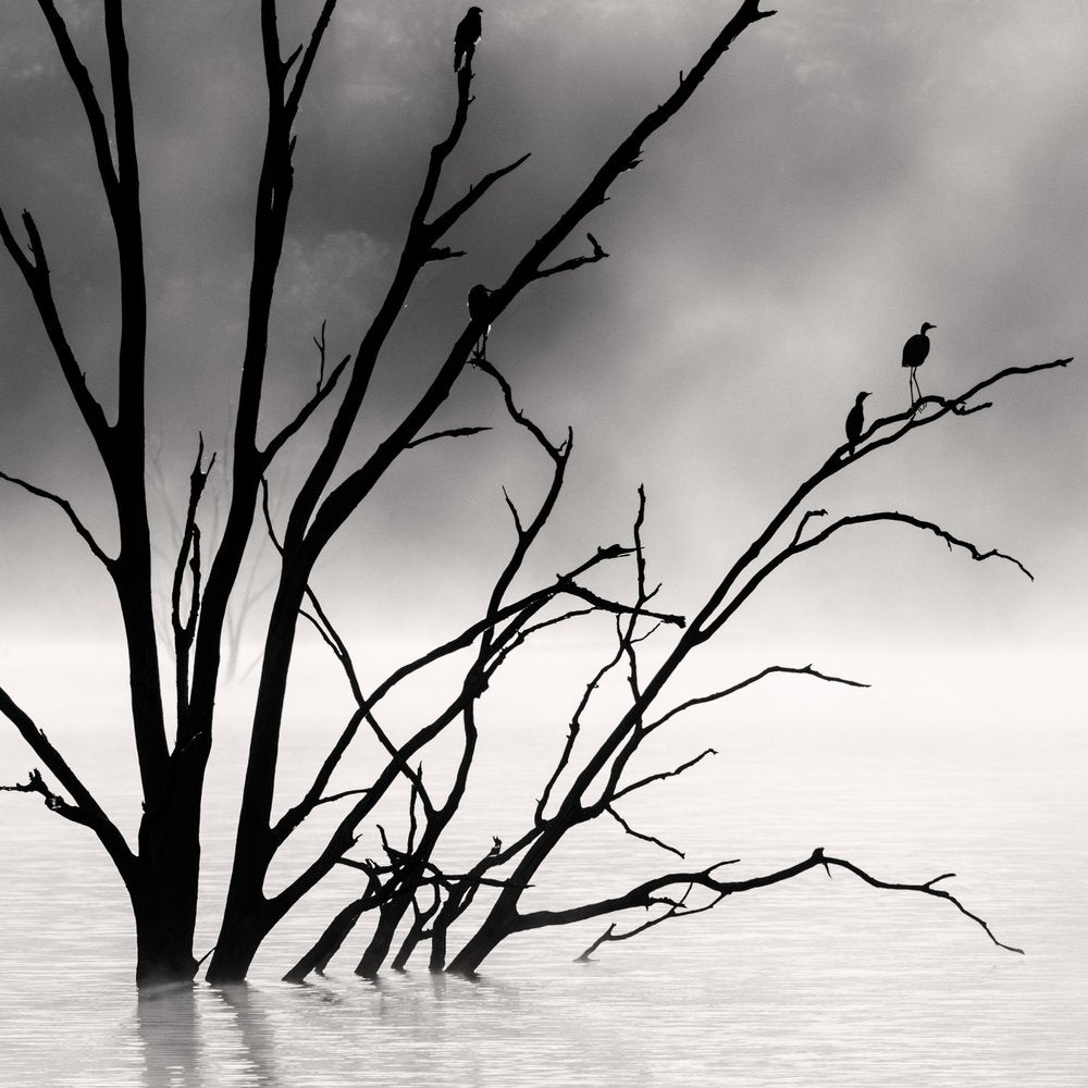 Misty Lake Trees and Birds