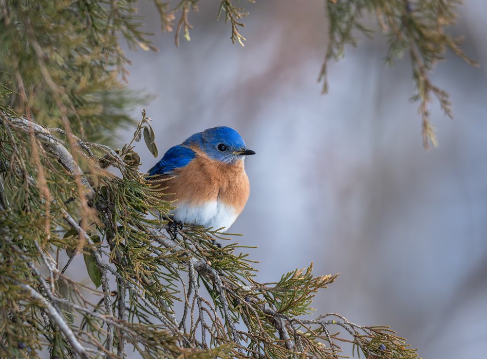 Vibrant Bluebird Perched
