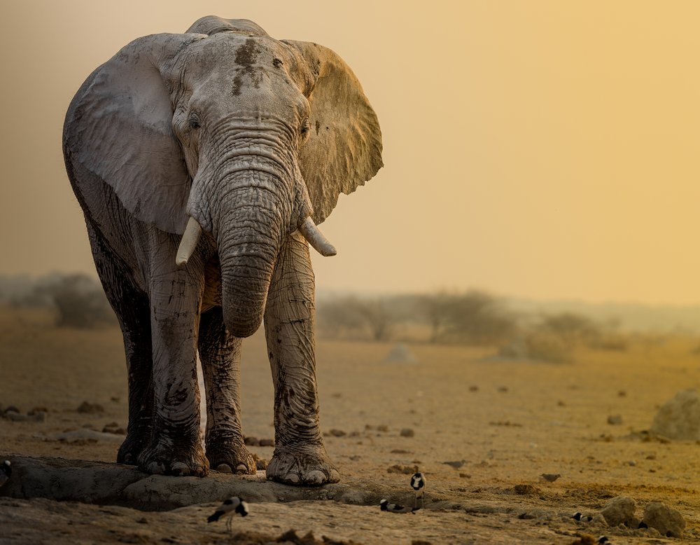 Majestic Desert Elephant