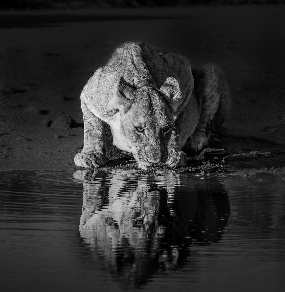 Lioness Water Reflection