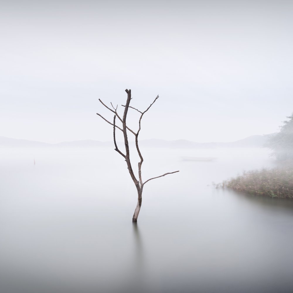 Solitary Tree in Mist