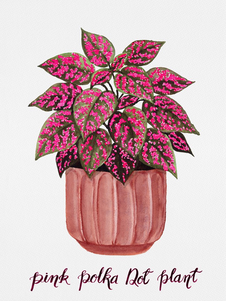 Pink Polka Dot Plant