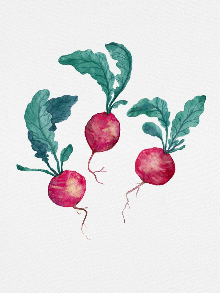 Fresh Watercolor Radishes