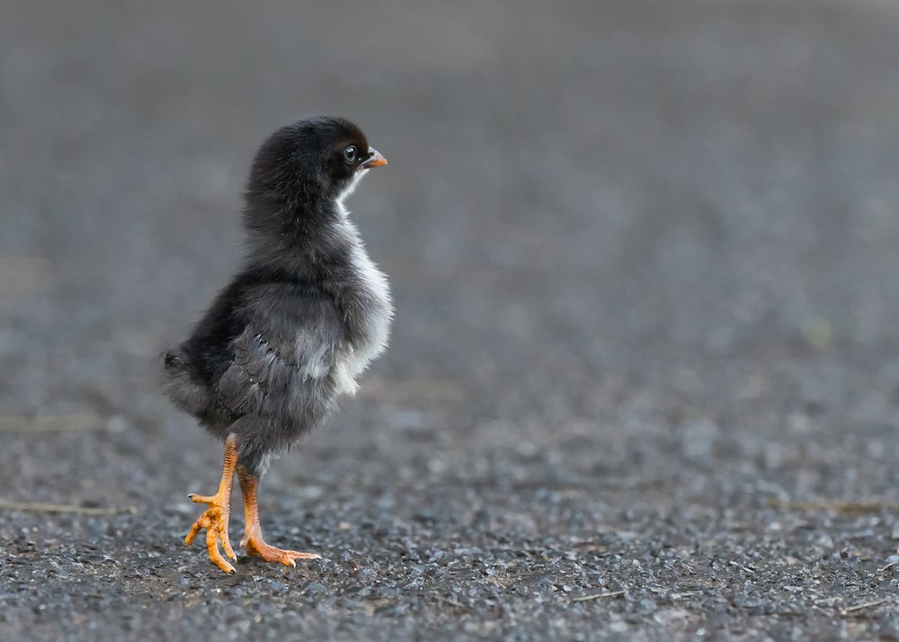 Little Black Chick
