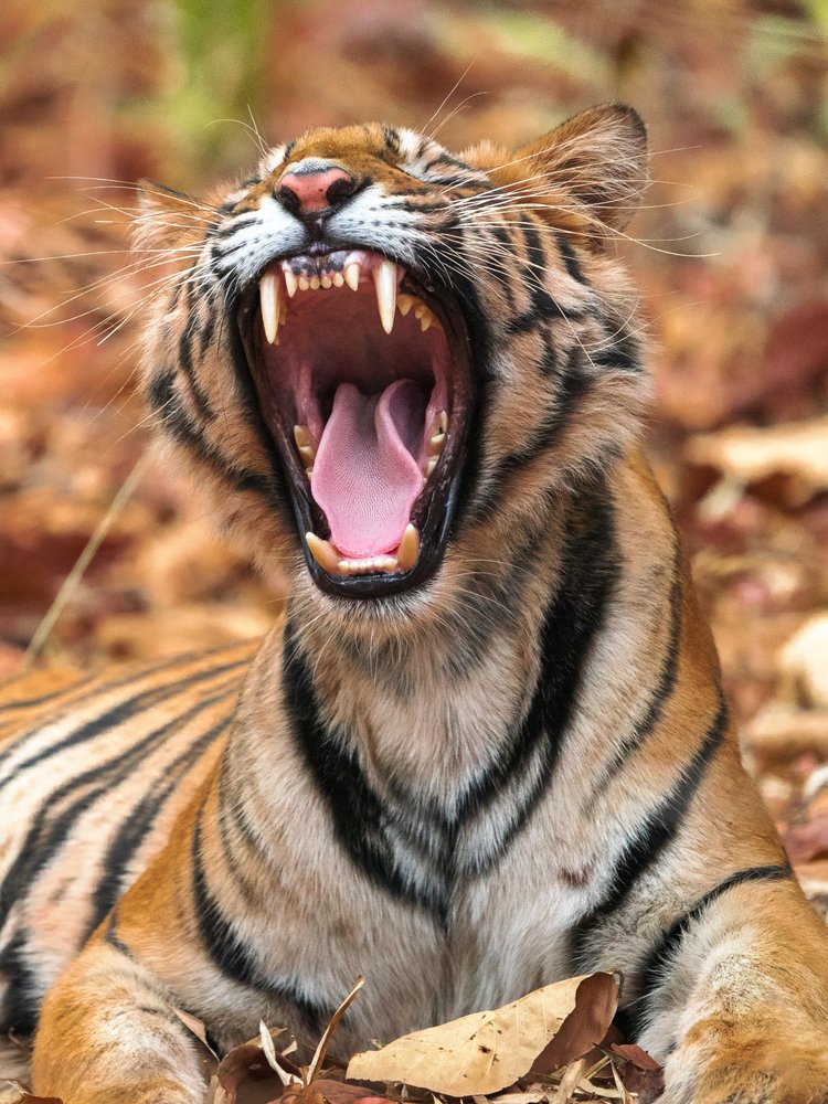 Yawning Wild Tiger
