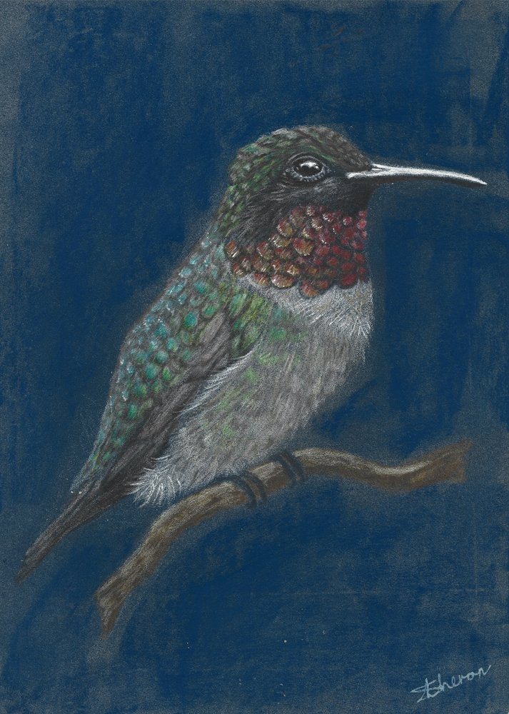 Vibrant Hummingbird Perched