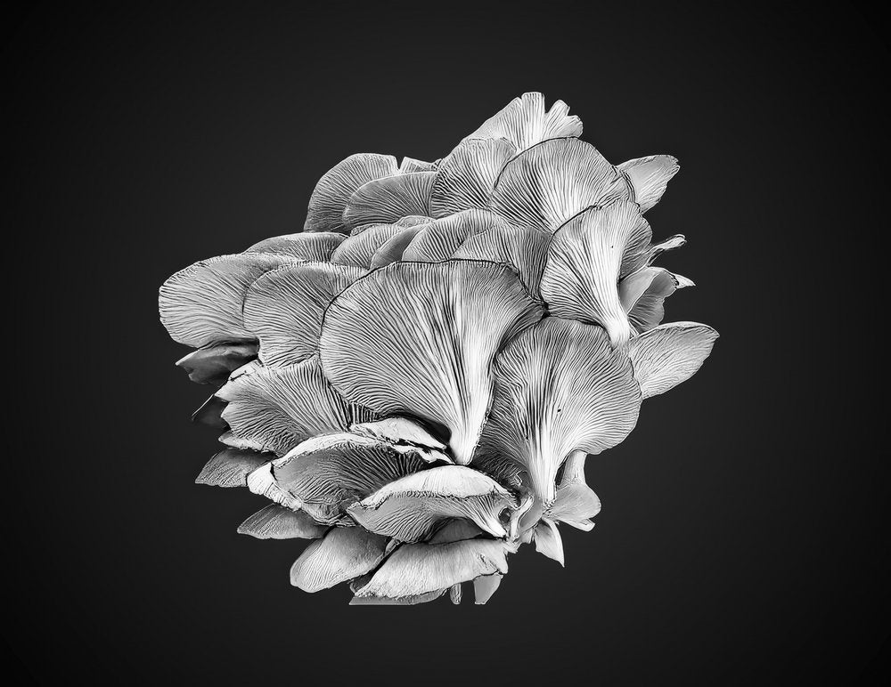 Elegant Mushroom Cluster