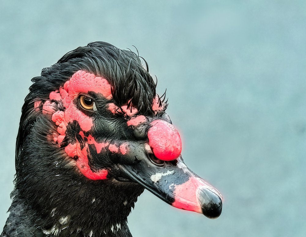 Intense Muscovy Duck
