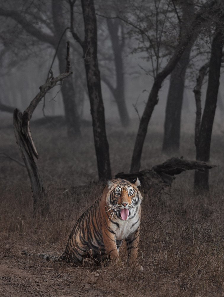 Misty Jungle Tiger