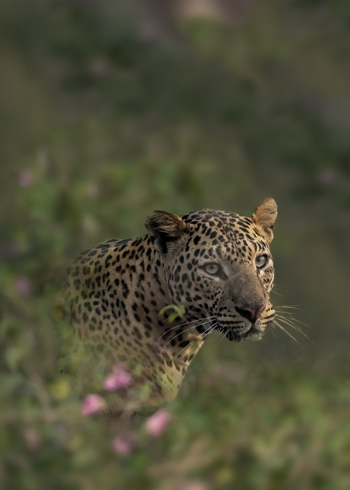 Jungle Leopard Gaze