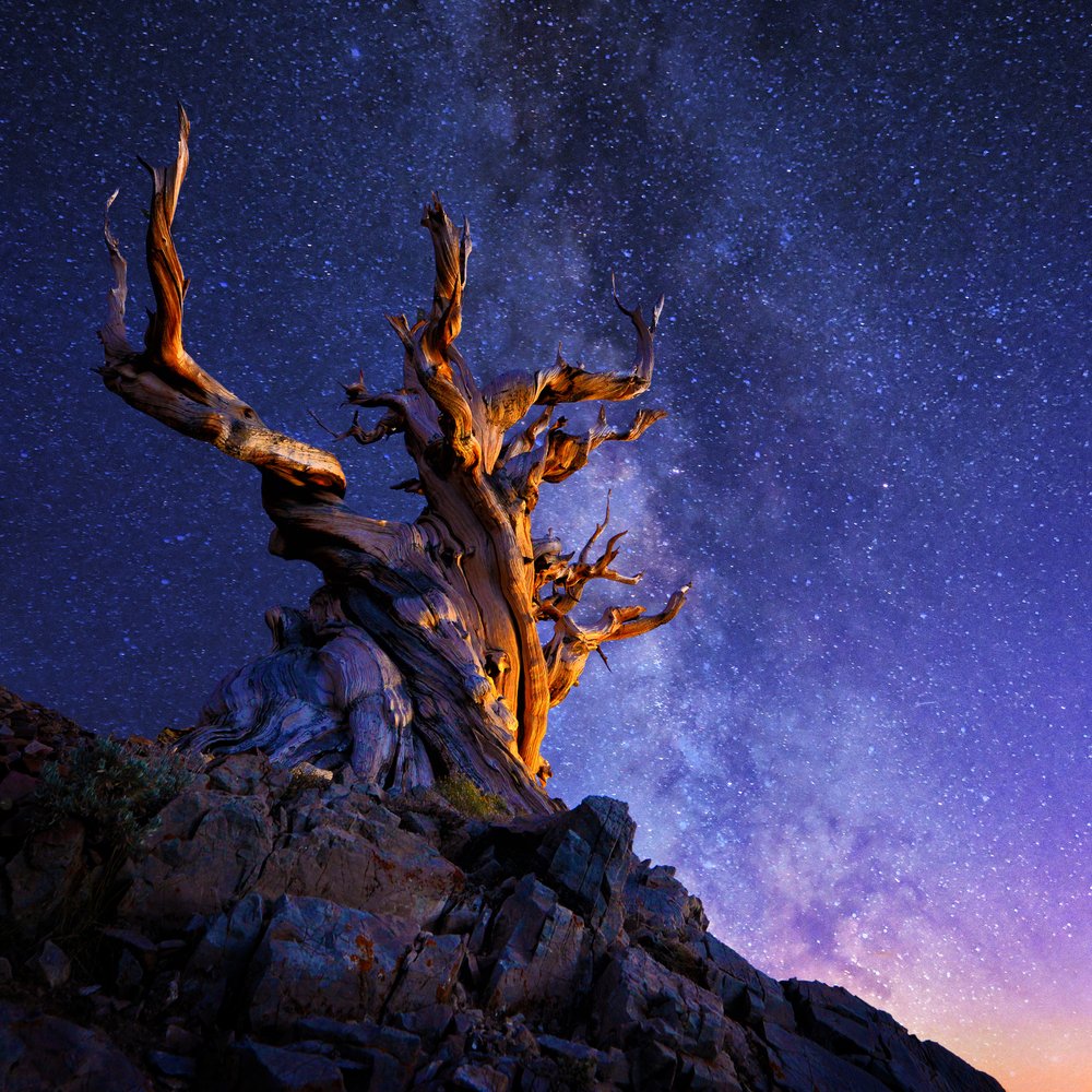Ancient Tree Starry Night