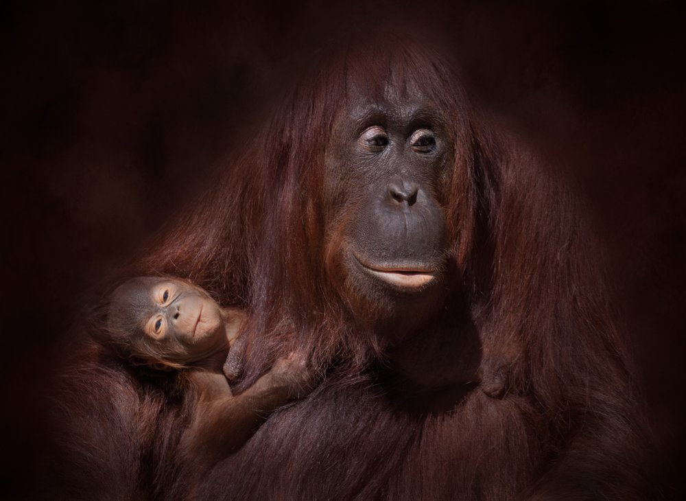 Orangutan Mother And Child