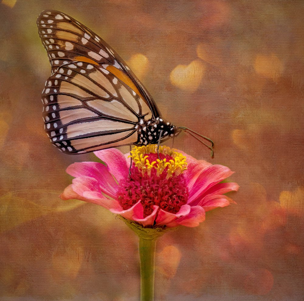 Monarch Butterfly Zinnia Bloom