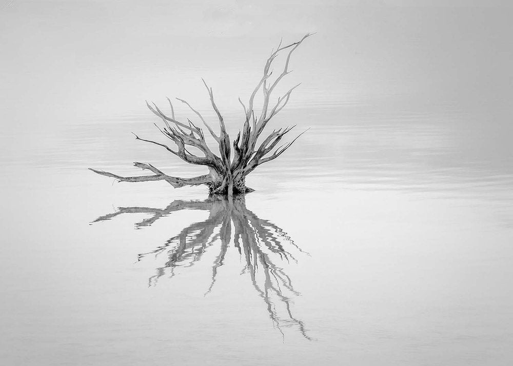 Tranquil Tree Reflection