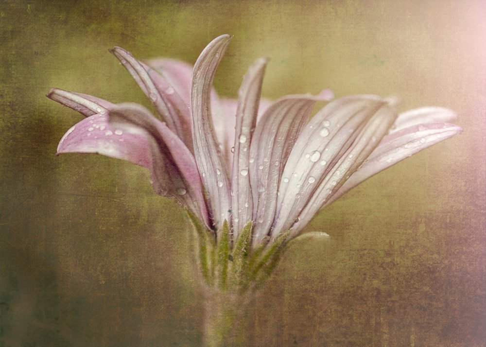 Delicate Dewdrop Bloom