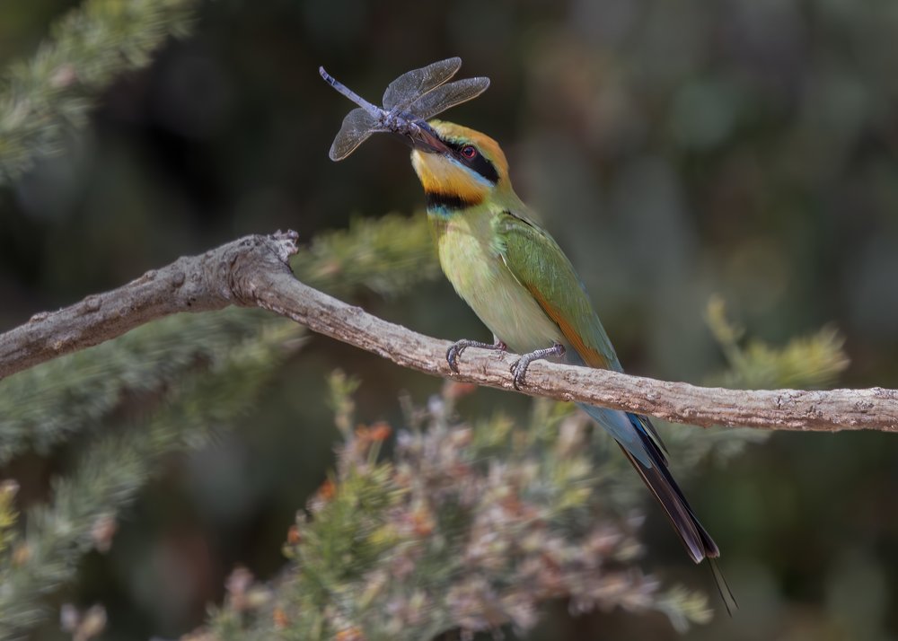 Rainbow Bee-eater Dragonfly