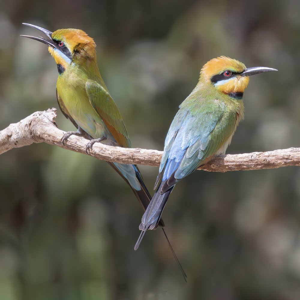 Colorful Bee-eater Pair