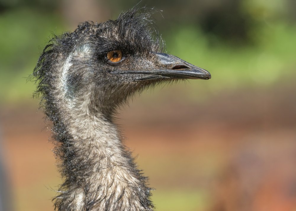 Wild Emu Gaze