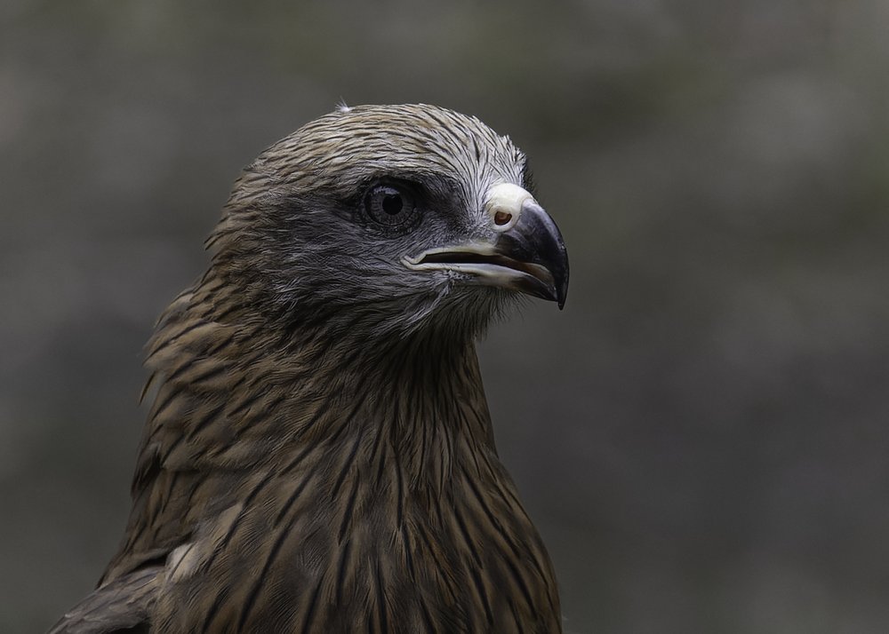 Keen Eyed Raptor
