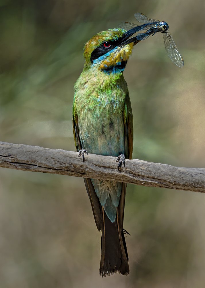 Vibrant Bee-eater Dragonfly