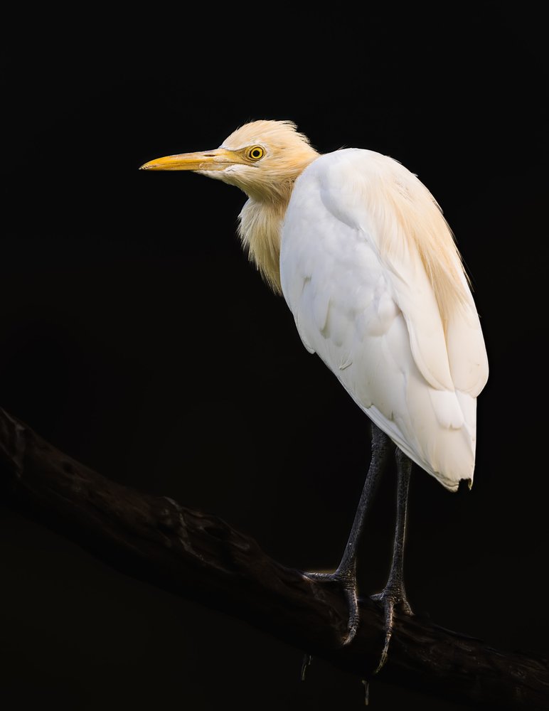 Elegant Egret Profile