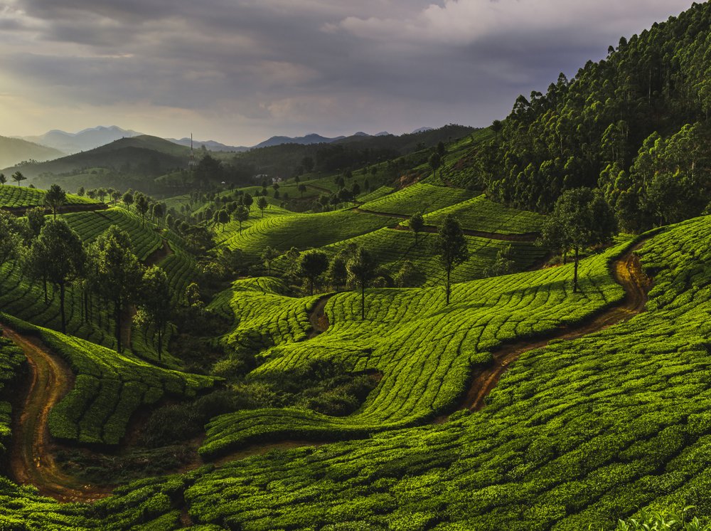 Verdant Tea Plantation Hills
