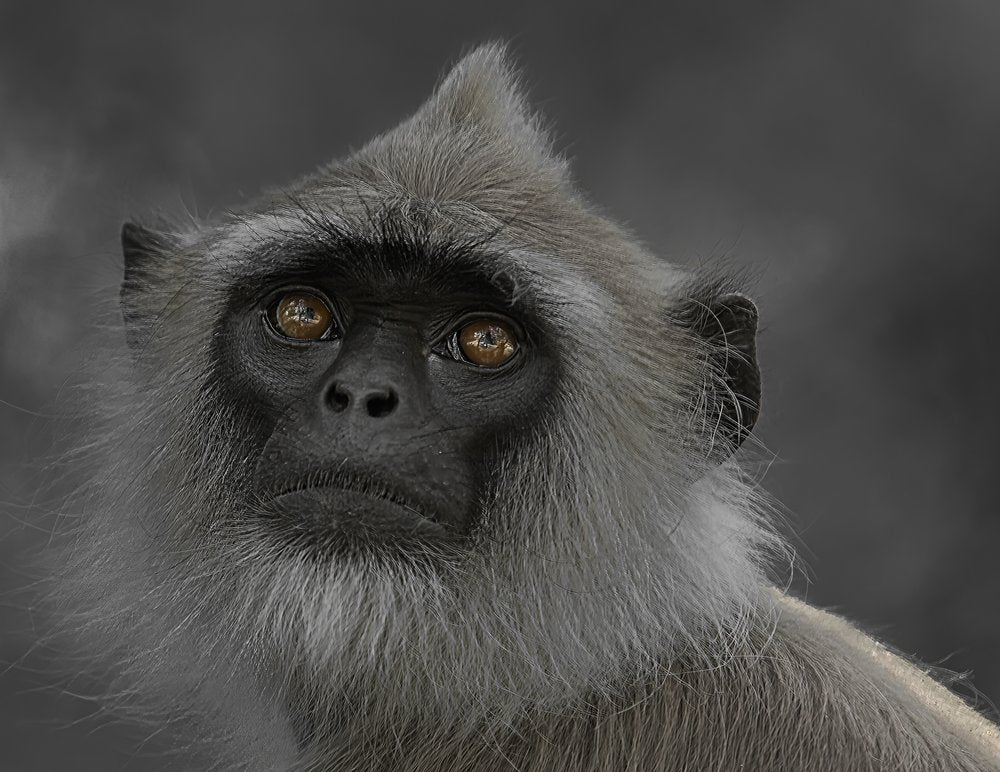 Thoughtful Langur Gaze