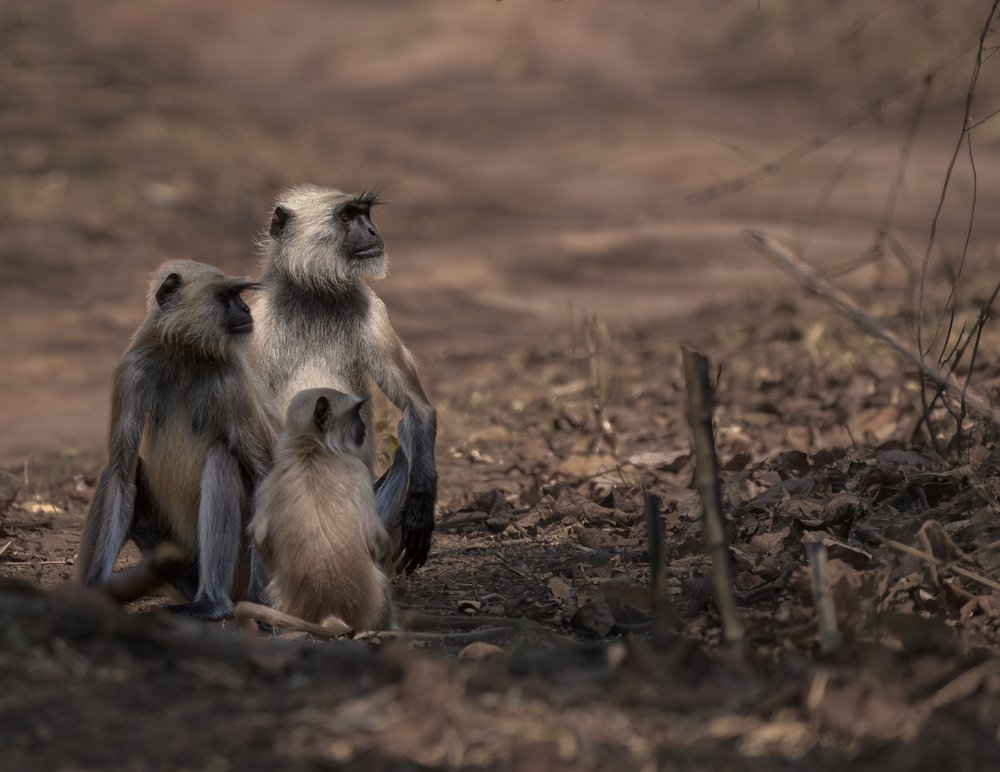 Watchful Monkey Trio