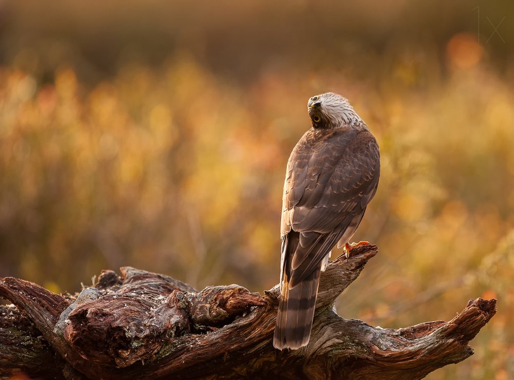Watchful Forest Hawk