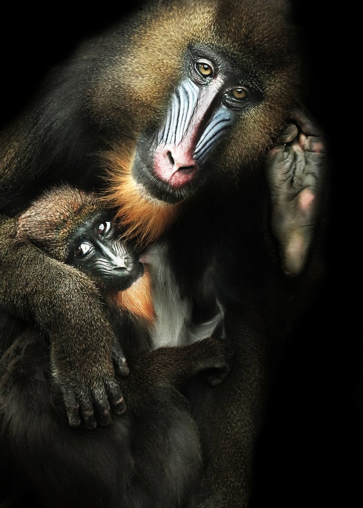 Mandrill Mother Baby Bond