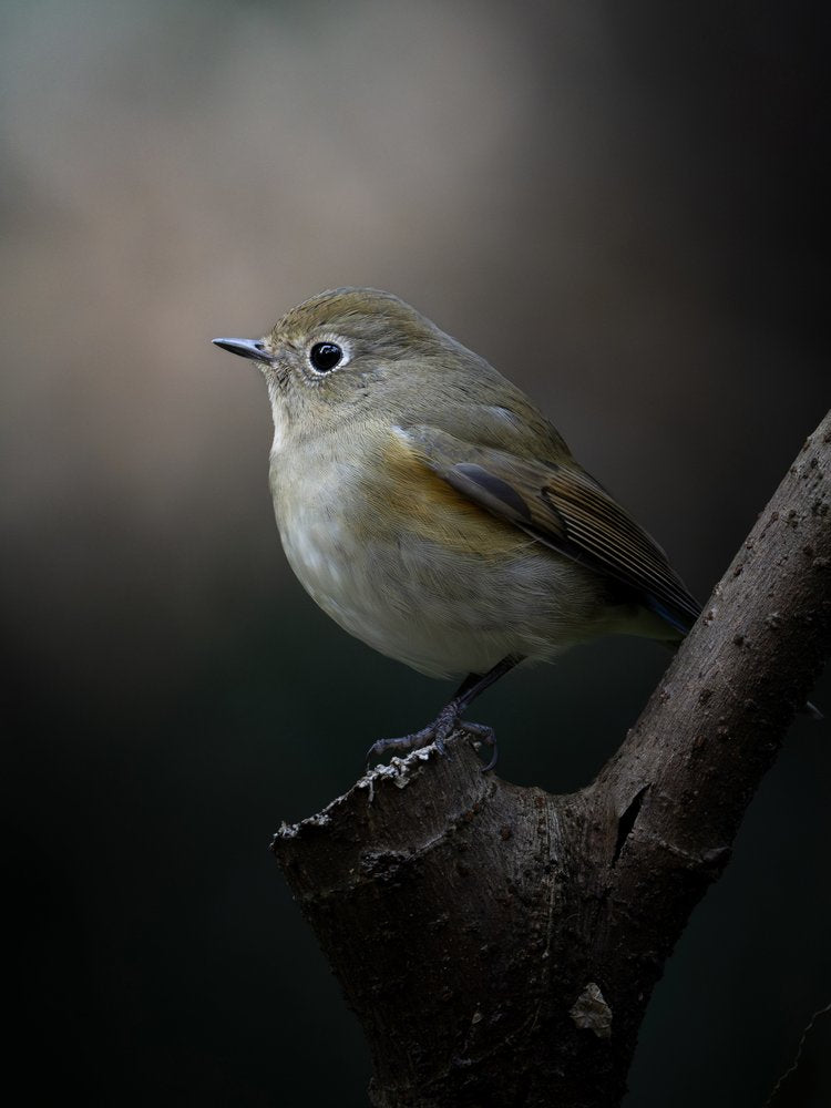 Tranquil Little Bird