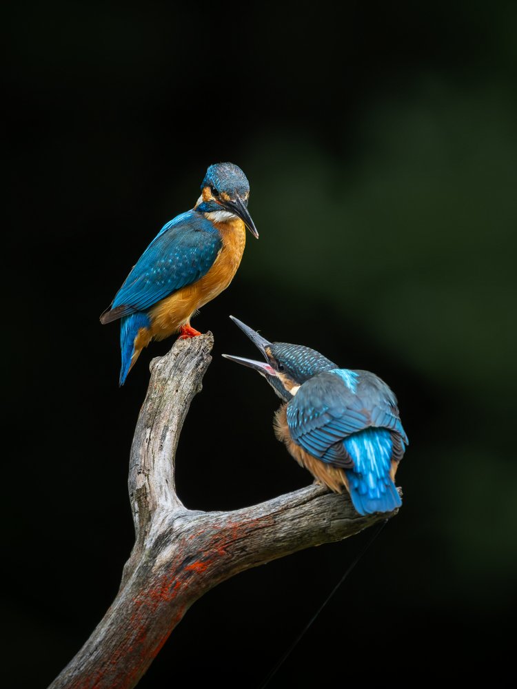 Blue Kingfishers Feeding