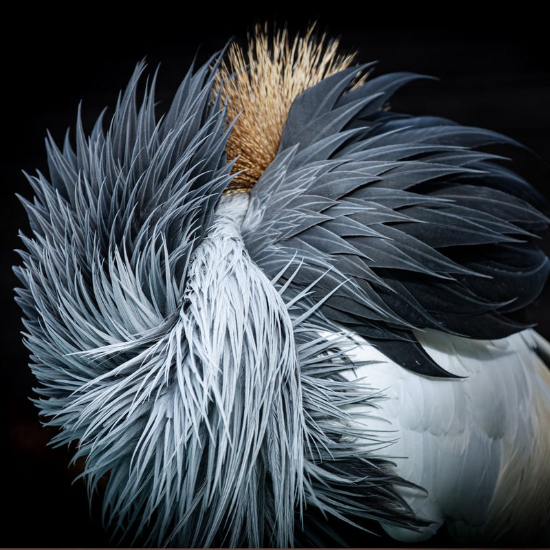 Elegant Crane Feathers