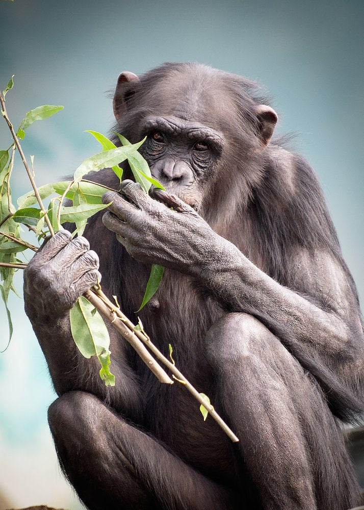 Thoughtful Chimpanzee Eating Leaves